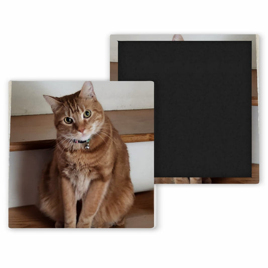 orange cat sitting on steps