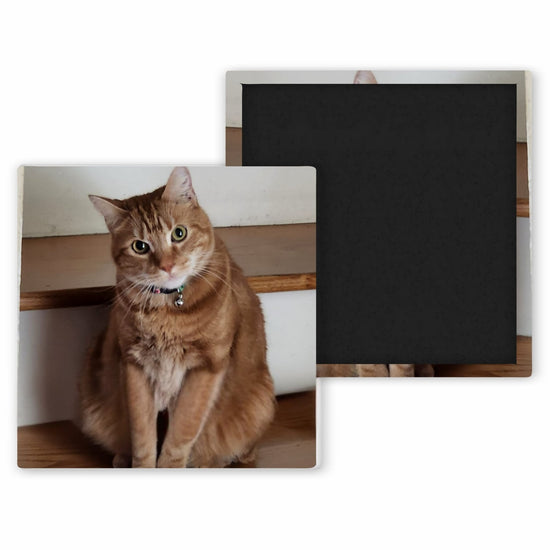 orange cat sitting on steps